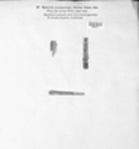 Lophodermium arundinaceum image